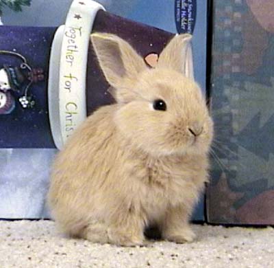 bunny